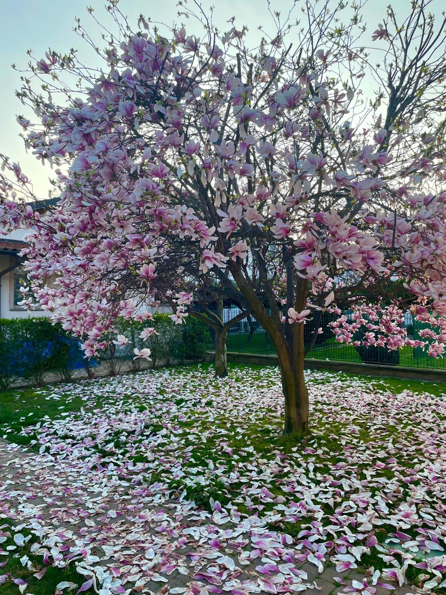 Serenity Garden Stupinigi 外观 照片